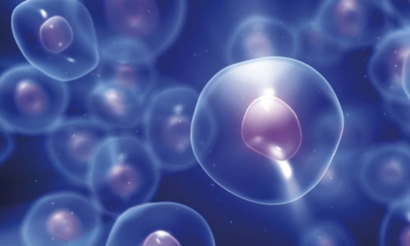 Células e meio extra-celularNutrição Celular activa